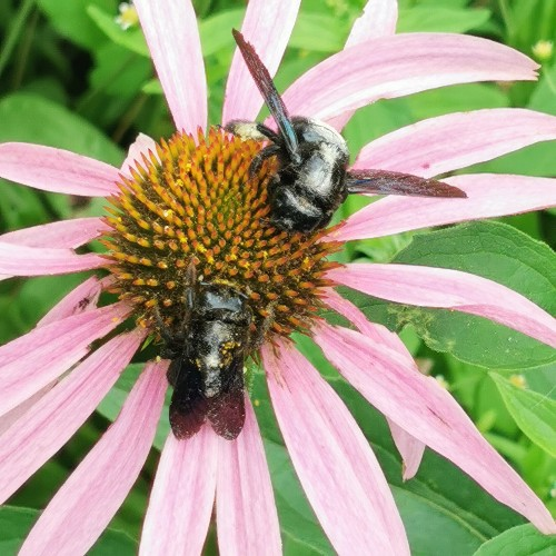 MagMaOnline Blog – Garten, Pflanzen, Räuchern & Vorratshaltung